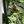 Load image into Gallery viewer, Cecily