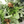 Load image into Gallery viewer, Cecily