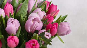It's all about the tulips!