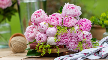 Peony Perfection