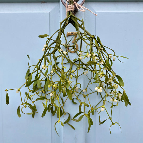 Mistletoe Kiss