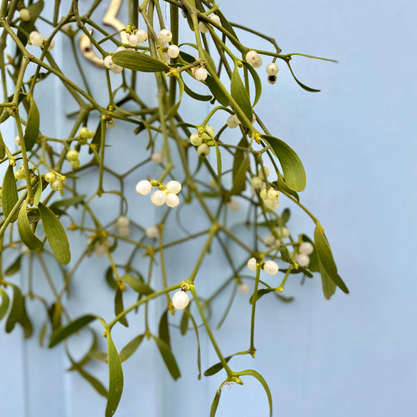 Mistletoe Kiss