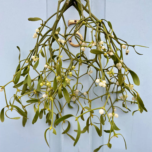Mistletoe Kiss