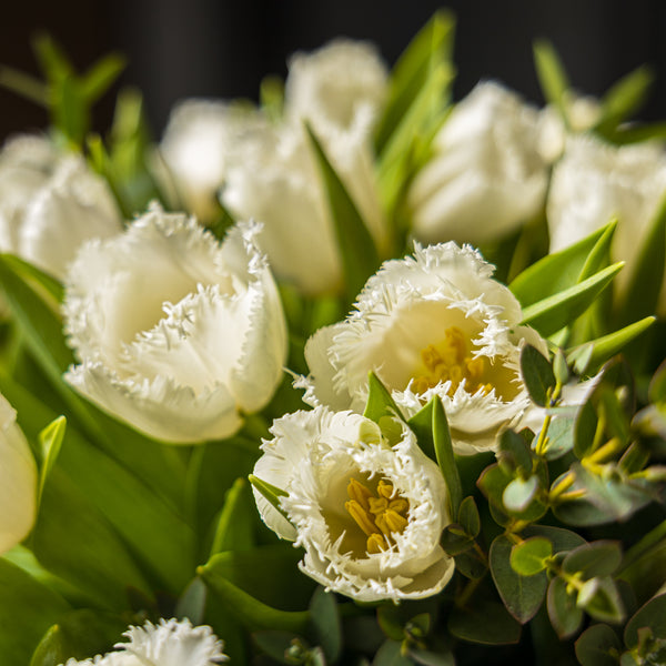 Speciality Tulips