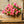 Load image into Gallery viewer, Speciality Tulips
